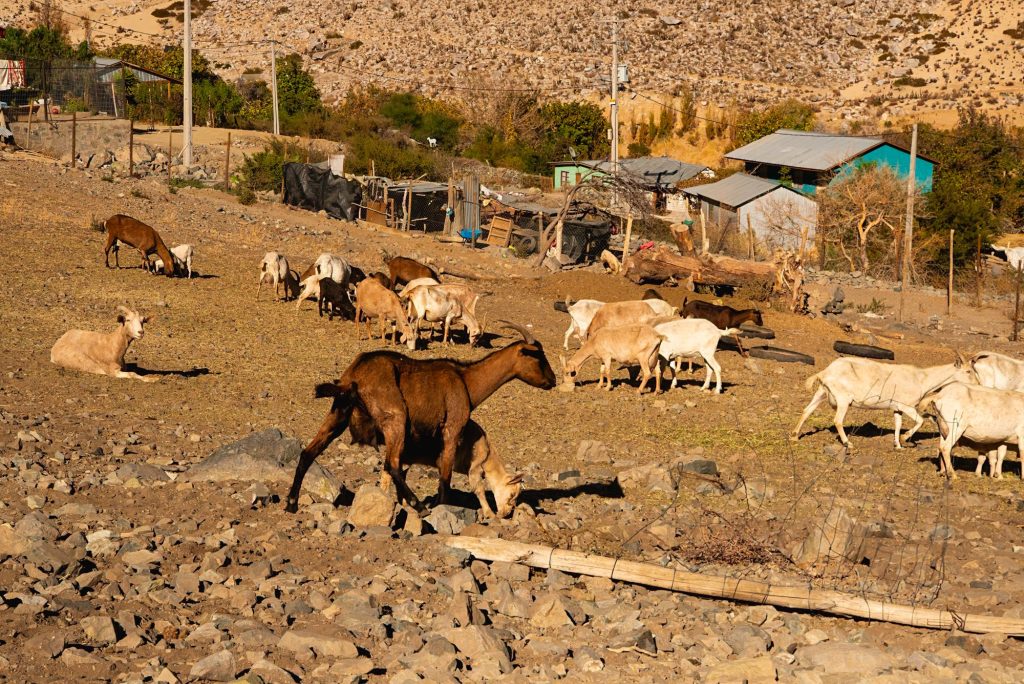 Animales del entorno rural de Las Breas
