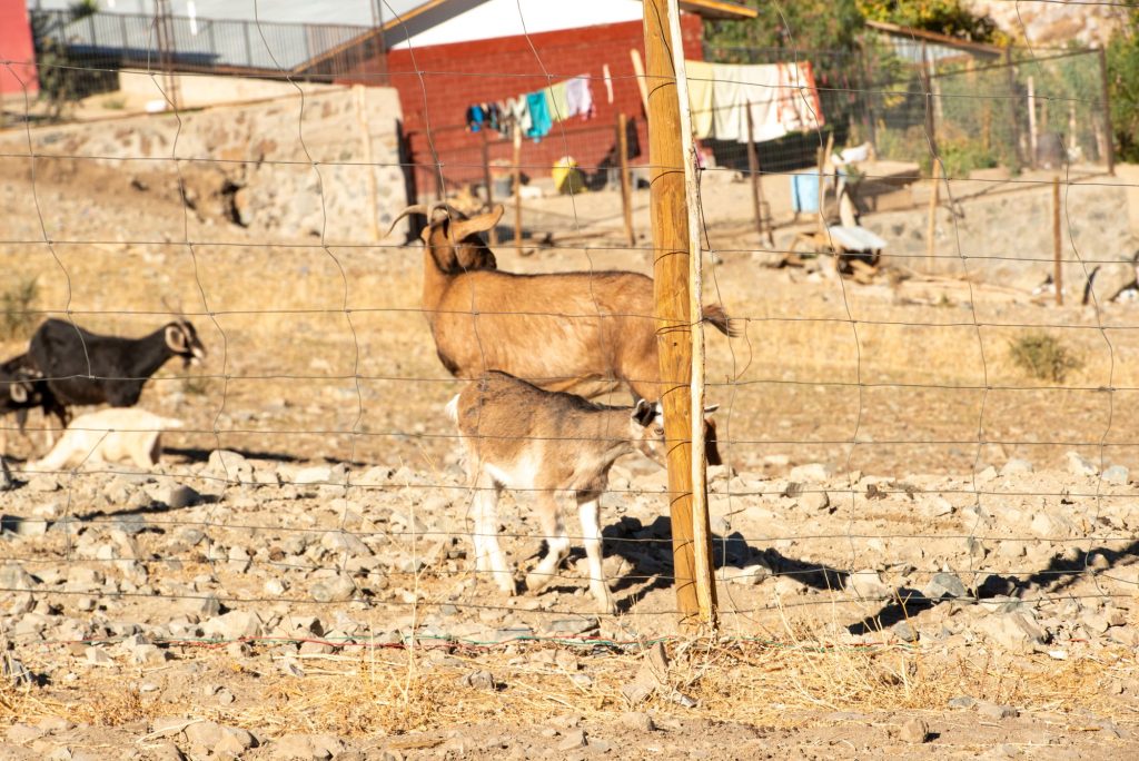 Cabras en el entorno rural